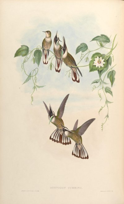 Oxypogon guerinii by John Gould